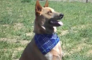 Pies, który ma wyjątkowy powód do merdania ogonem [wideo]