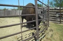Tonowy bizon próbuje naprawić zagrodę