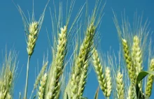 Państwa UE zatwierdziły przepisy ułatwiające zakazywanie upraw GMO!
