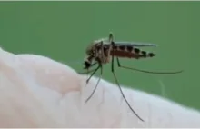 Czy komary lubią krew pijanych osób?