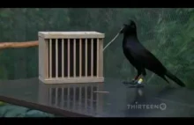 Jak mądre są wrony?