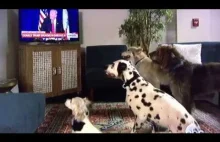 Donald Trump usadza psy