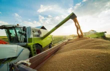 Mniejsze zbiory zbóż w 2018 roku - Zboża oleiste