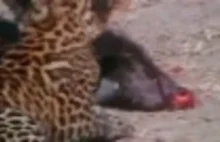 Jackal & Young Leopard Brutal Fight