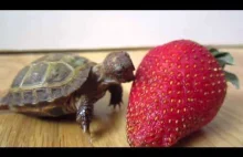 Żółw wcina truskawkę