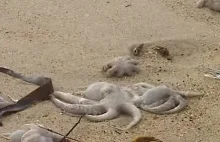 Masowa śmierć ośmiornic w Portugalii