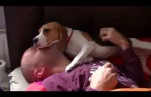 Beagle cieszy się na widok właściciela po trzech miesiącach jego nieobecności