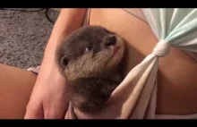 Mała wydra idzie spać :)