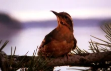 Koniec niedomówień. Wiemy, kiedy premiera Twin Peaks