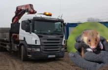 Kraków. Budowa Trasy S7: Drogowcy mają zgodę na płoszenie chomików