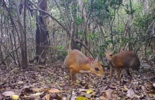 Wrocławskie zoo pomogło odnaleźć gatunek zwierząt uznanych za zaginione