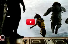 Elitarne psy bojowe armii amerykańskiej. Niesamowite zwierzęta.