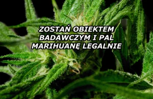 Ty też możesz legalnie palić trawkę! Dołącz do eksperymentu