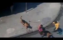 Karma! RAGE Idiot Throws Brick At Dogs And Gets Justice DOG ATTACK!