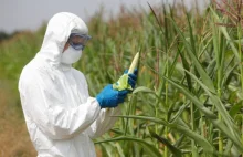 Świdwin głosuje ws. GMO. To pierwsze tego typu referendum w Polsce