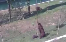 Niedźwiedzica ratuje swoje dziecko, które utknęło na drzewie.