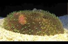 Koralowiec wygrzebujący się z piasku - z serii "czy to naprawdę żyje na Ziemi?"