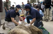 Uratowano ostatnie żywe zwierzęta z zoo w Mosulu