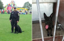 Myślibórz: przełożeni złośliwe zabrali policjantowi psa