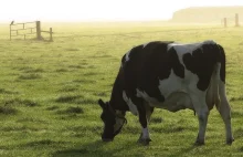 UE: 46 mln euro kary dla Polski - Bo krowy za dużo mleka dały