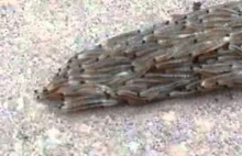 Wąż z larw przekraczającego chodnik