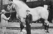 Brookie - największy koń świata