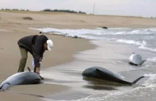 Peru: Na plaży znaleziono 615 martwych delfinów