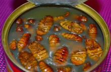 My Oppa's Blog: Beondegi (번데기), czyli jem larwy.