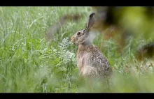 Zając szarak / Hare / Lepus europaeus - 2017