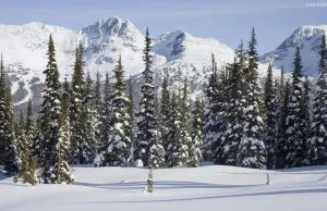 Przepiękne zdjęce zimowego lasu