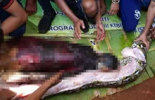 Indonezja: Mieszkańcy wioski znaleźli w ciele martwego pytona zwłoki kobiety.