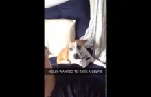 Pies, który chętnie zrobi sobie selfie...