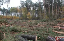 Wytną z lasu około tysiąc drzew | ciechanowinaczej.pl