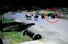 Krowa powaliła motocyklistkę. "Dzięki Bogu, wciąż żyję"