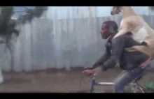 Na drodze w Afryce - koza na plecach rowerzysty. z ISIS?
