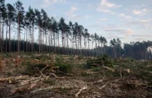 Zielona Góra: Cztery hektary 100-letniego lasu poszły pod piłę. Winny kornik