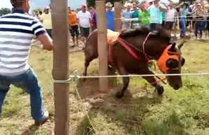 Wypadek podczas wyścigów koni