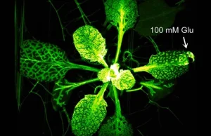Rośliny mają swój własny system nerwowy