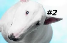 Zabawne zwierzaki #2 - Bull terrier (Funny animals)