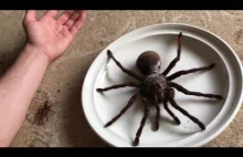 Taki tam największy pająk na świecie