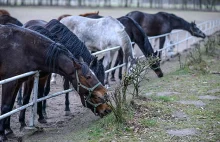 Śmierć koni w Janowie - jednak nie przez paszę?