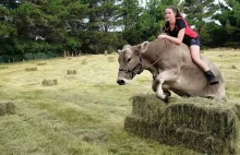 Nowa Zelandia. Tresowana krowa skacze przez przeszkody