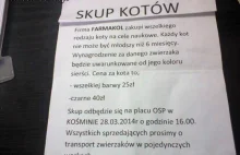 Skup Kotów