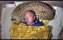 Krótki materiał wideo o nietypowym zastosowaniu gepardów
