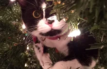 15+ Cats Helping Decorate Christmas Trees