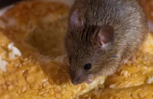 Myszy narodzone z komórek jajowych powstałych z komórek macierzystych