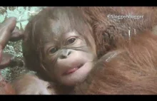 Orangutan Baby Born At Twycross Zoo Today!
