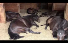 Śpiące konie