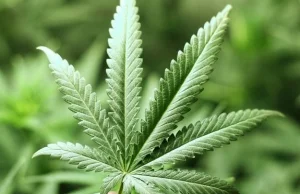 MARIHUANA LECZY RAKA! - czyli 20 badań medycznych potwierdzających...