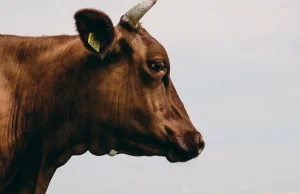 Chore krowy trafiają do uboju w Niemczech i cisza. Nikt nie robi afery, a...